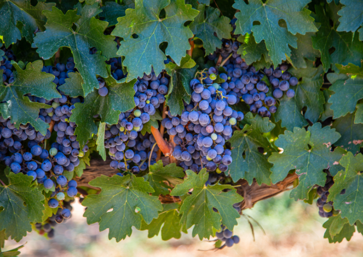 La syrah, cépage des grands rouges du Rhône