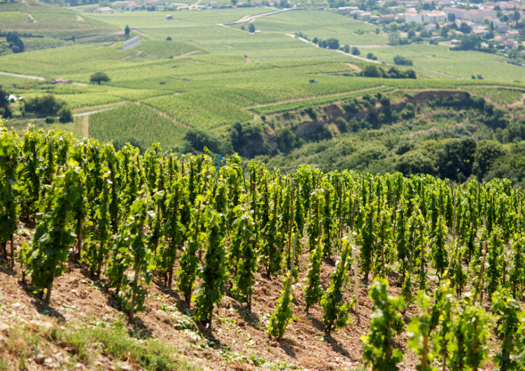 Les vignobles de la vallée du Rhône
