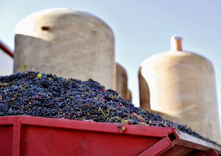 Patrimoine des caves coopératives