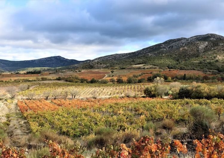 Castelmaure, une identité viticole façonnée par son territoire.