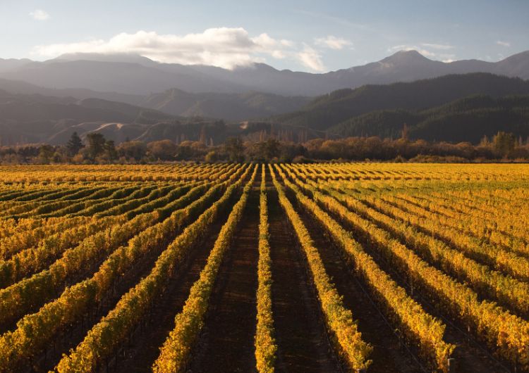 Vignes de Marlborough