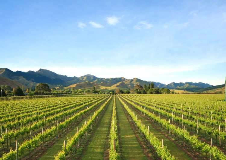 Paysage de Marlborough
