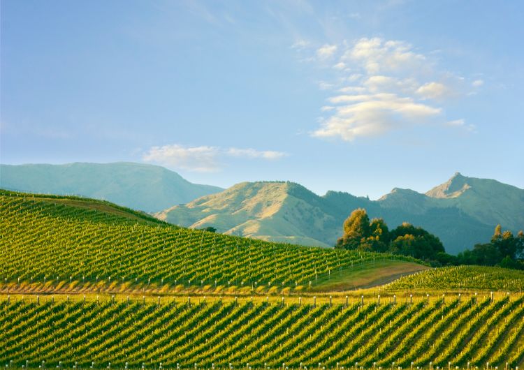 Vignoble de Marlborough