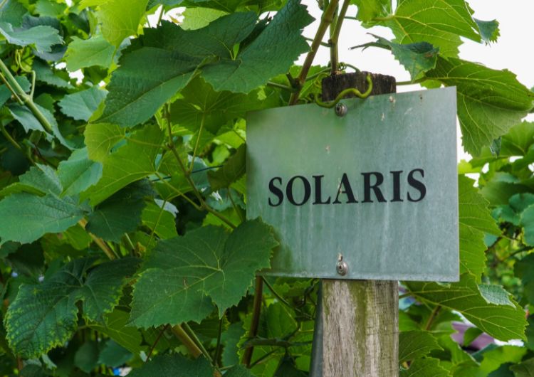 solaris