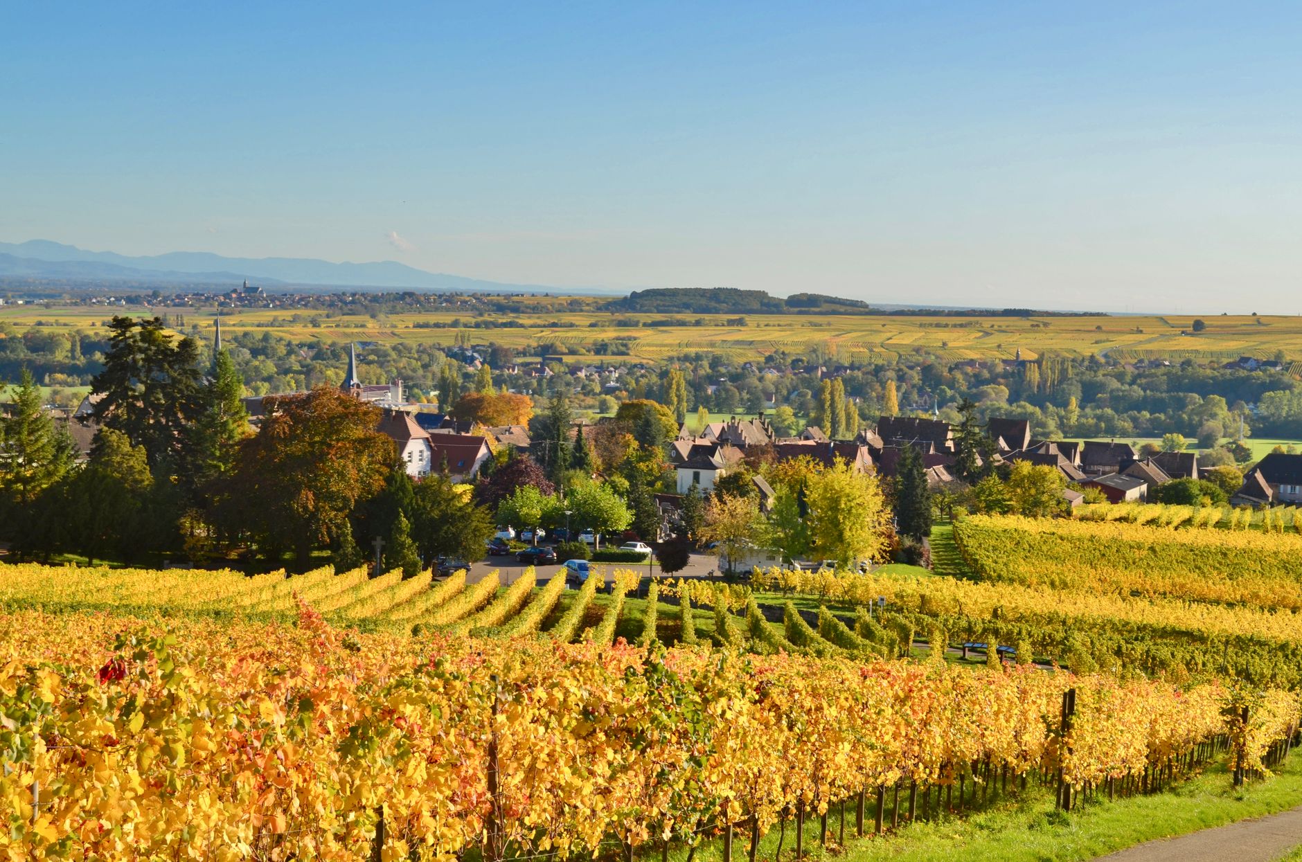 magnifiques vignobles d automne avec vue sur le village du grand est france