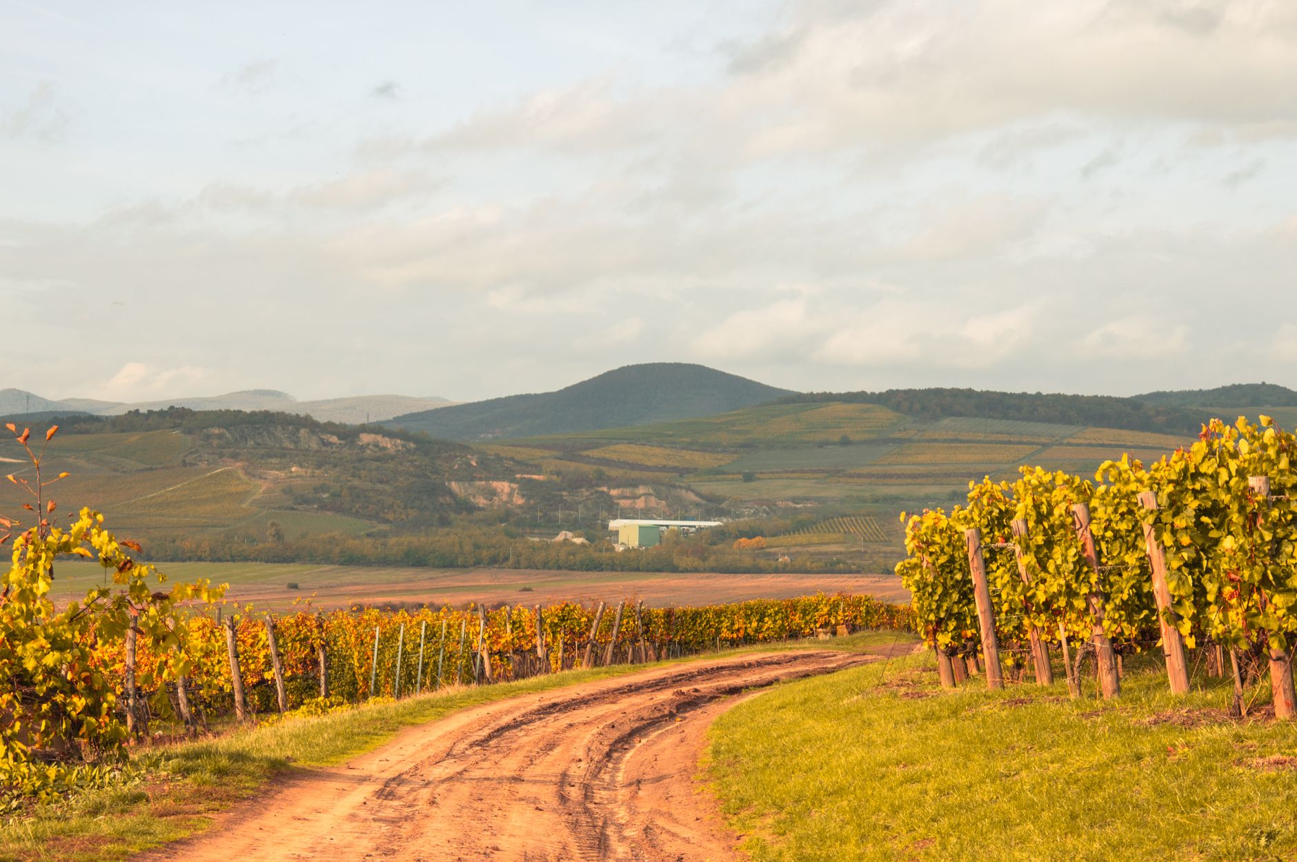 un beau vignoble avec un chemin de terre sinueux et des collines ondulees sous un ciel degage