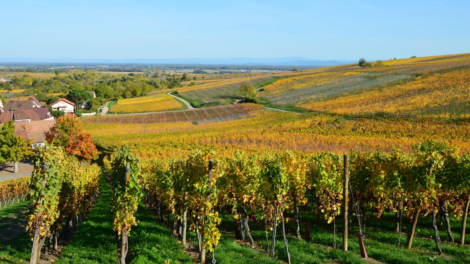 une vue magnifique d un vignoble luxuriant en automne avec des collines ondulantes et des couleurs vibrantes