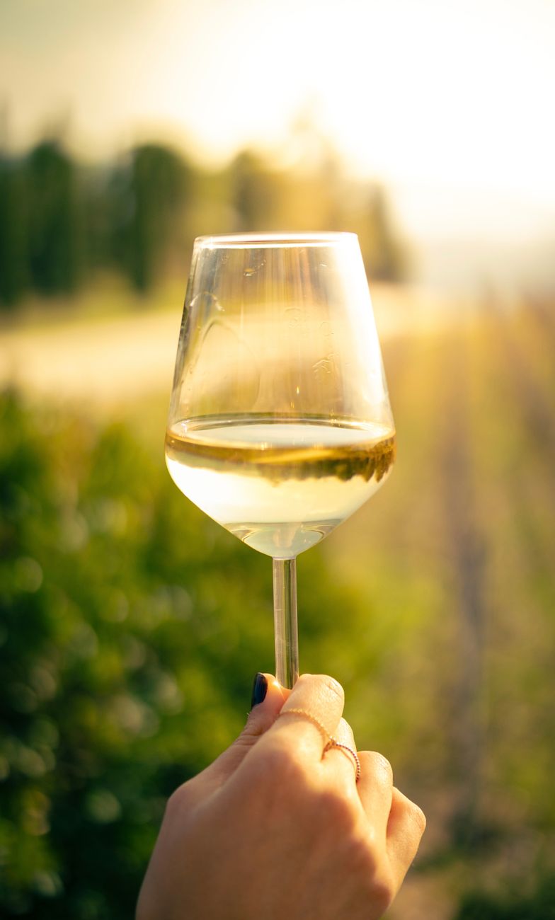 Un paysage de vignoble pour accompagner notre exploration du Muscadet.