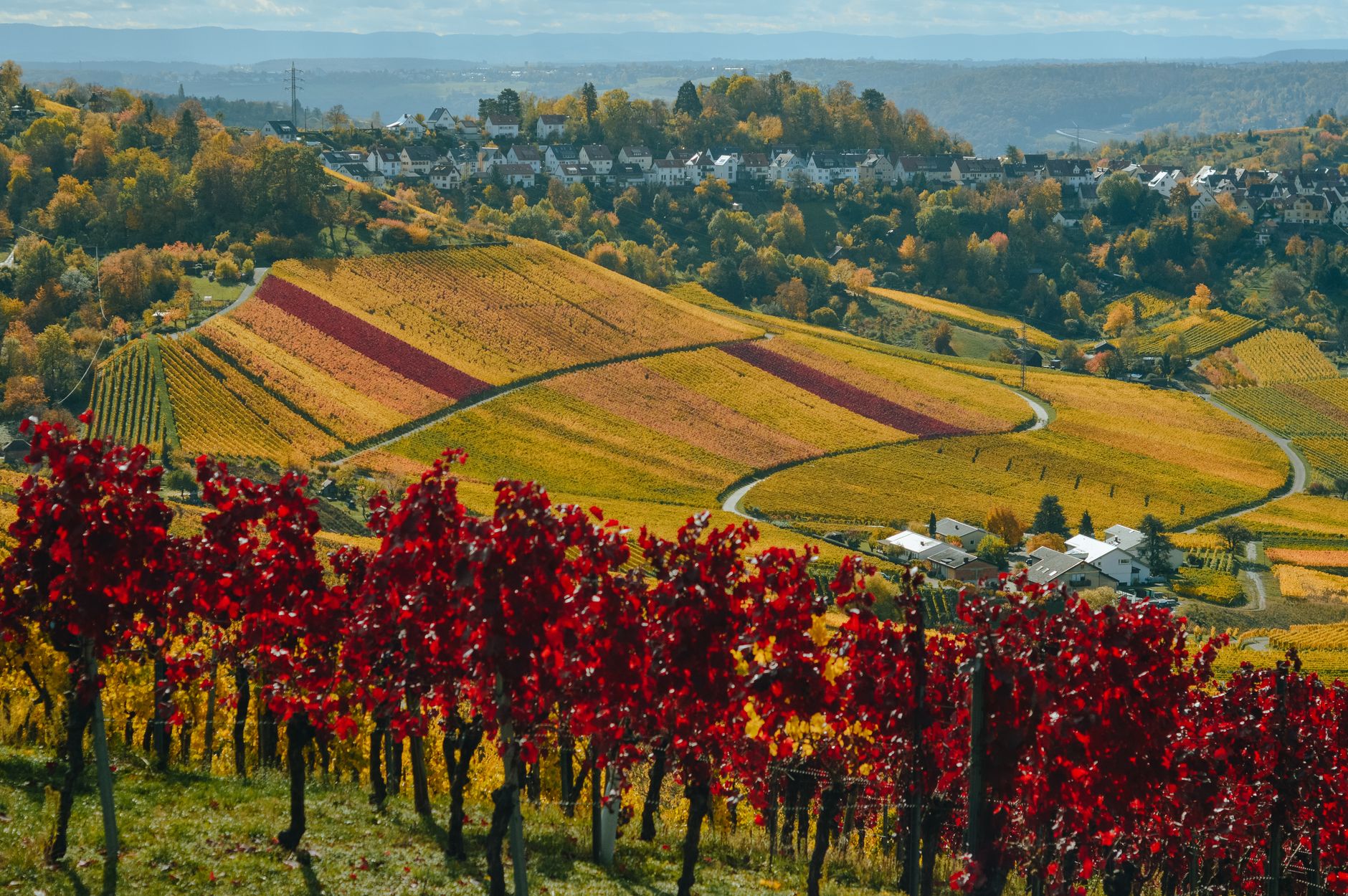 Un paysage de vignoble pour accompagner notre exploration du Muscadet.