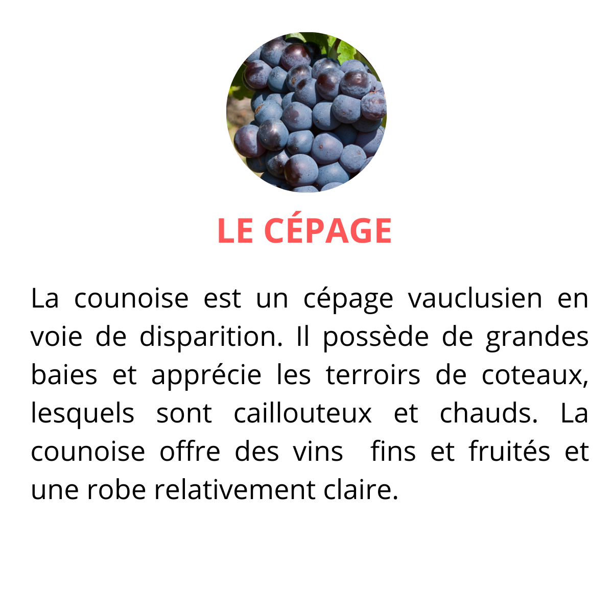 cepage counoise