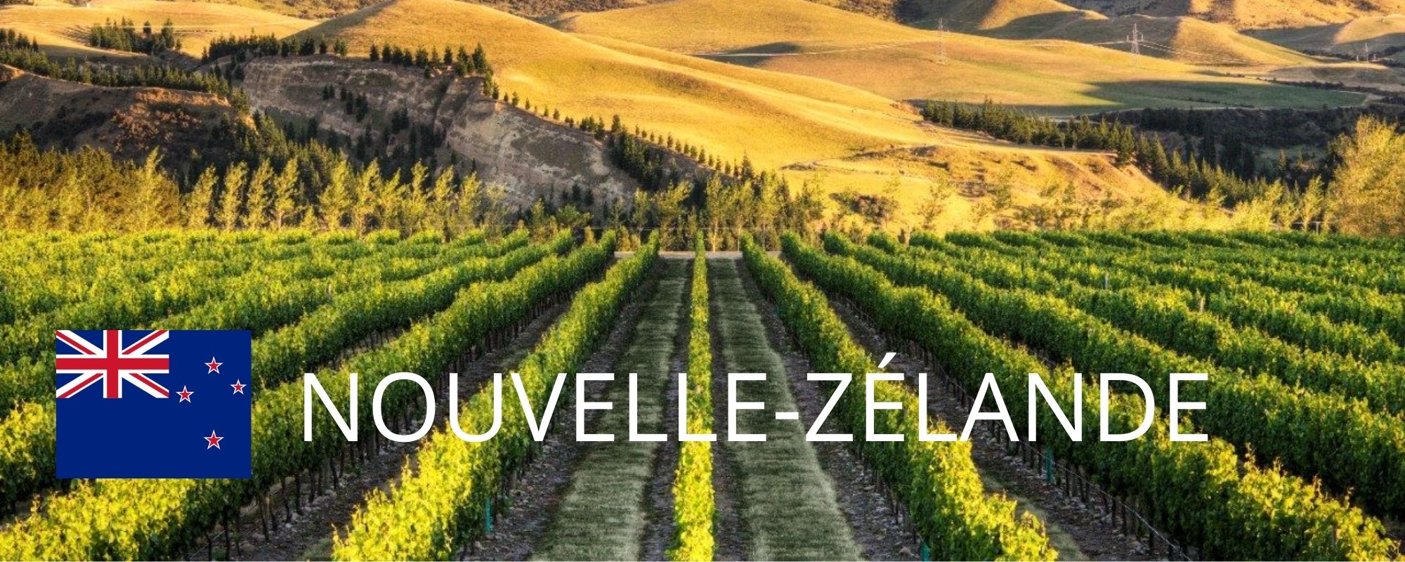 vins nouvelle zelande