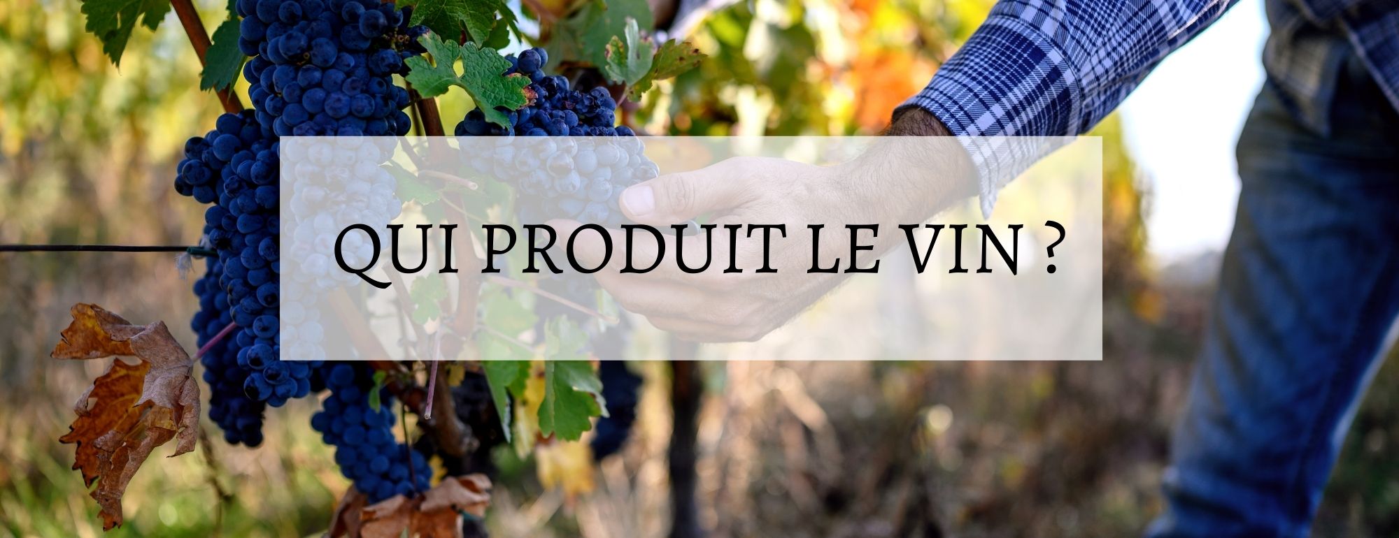 qui produit le vin
