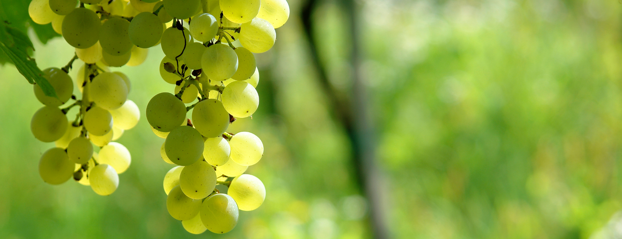 sauvignon vin