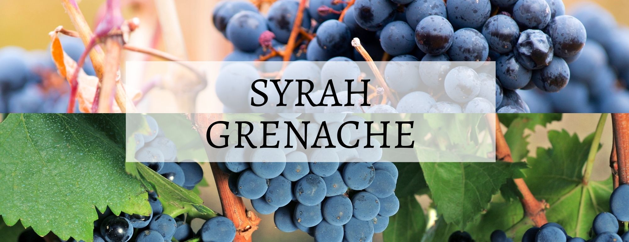 vin syrah grenache