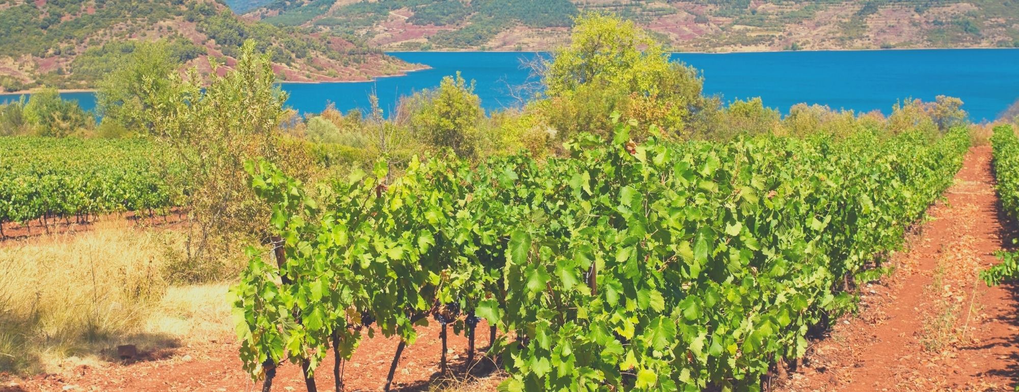salagou vins