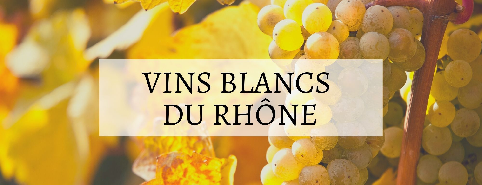 vins blancs du rhone