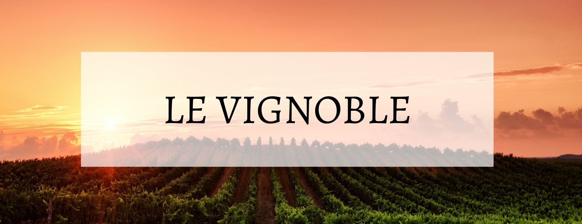 le vignoble corse