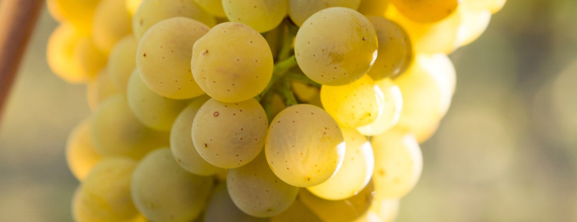 viognier