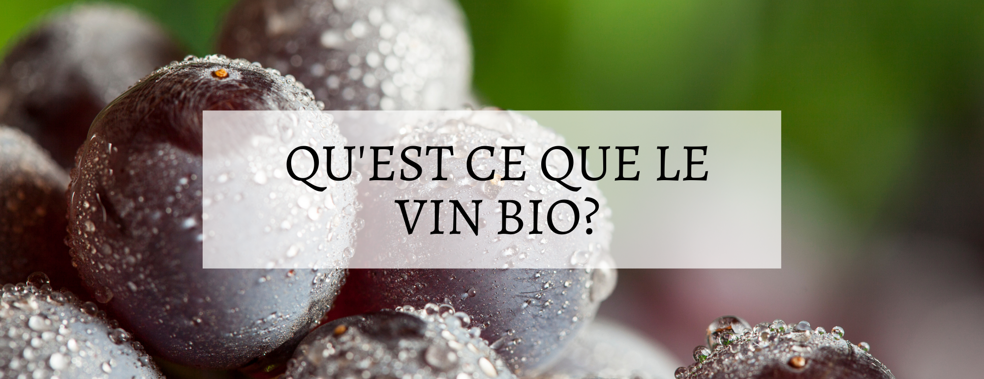 qu est ce que le vin bio