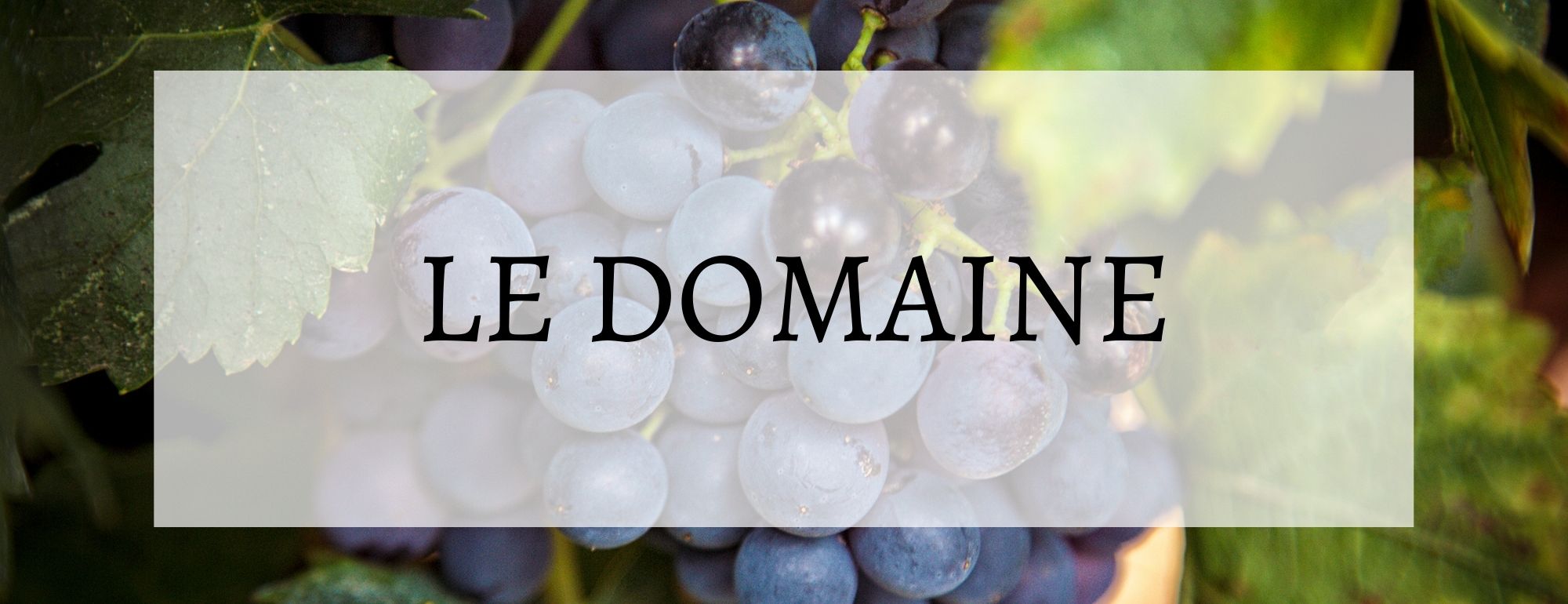 domaine pezenas villa tempora