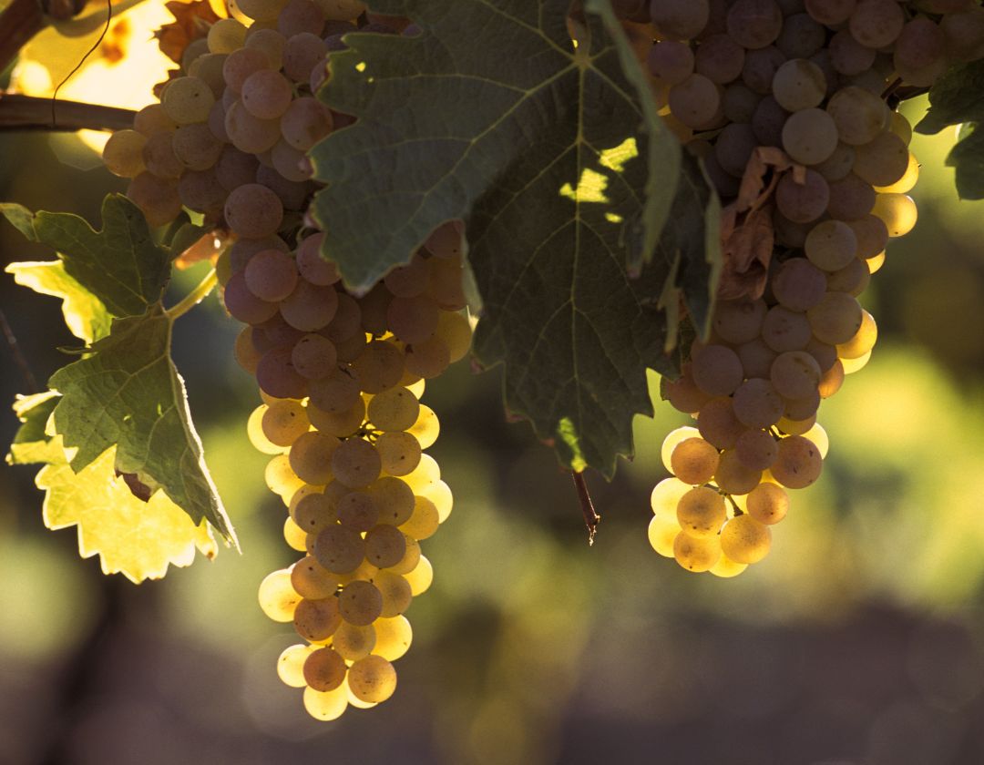 pineau des charentes blanc