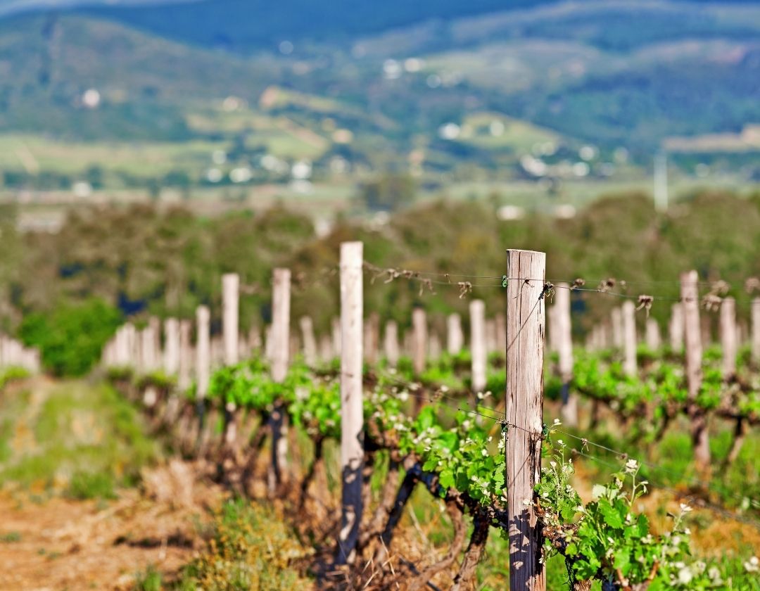 chenin afrique du sud