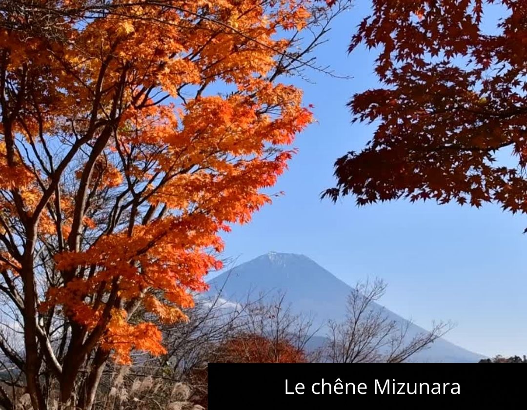 chene mizunara