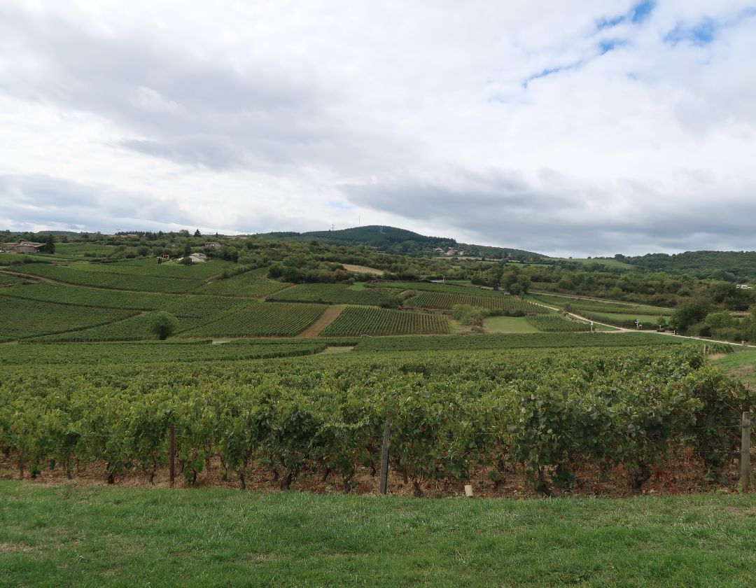 vignoble macon