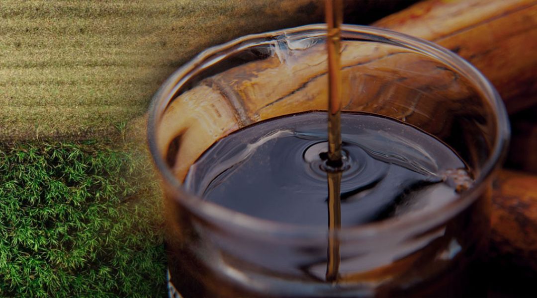 miel de canne a sucre