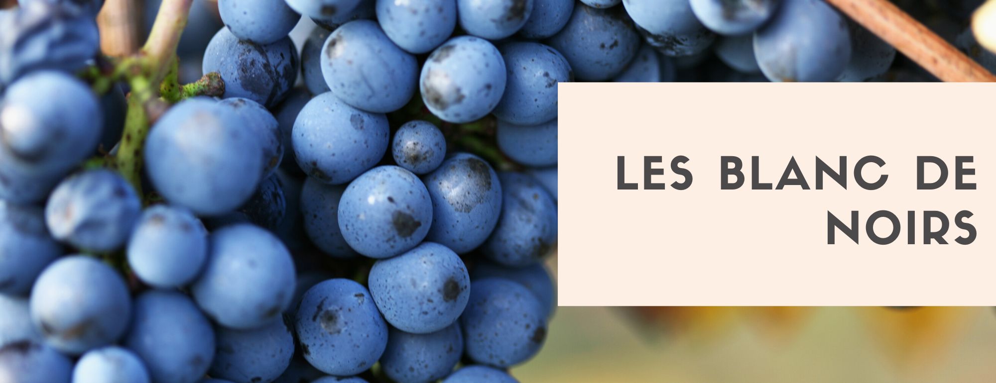 Les styles de whisky Vinalia