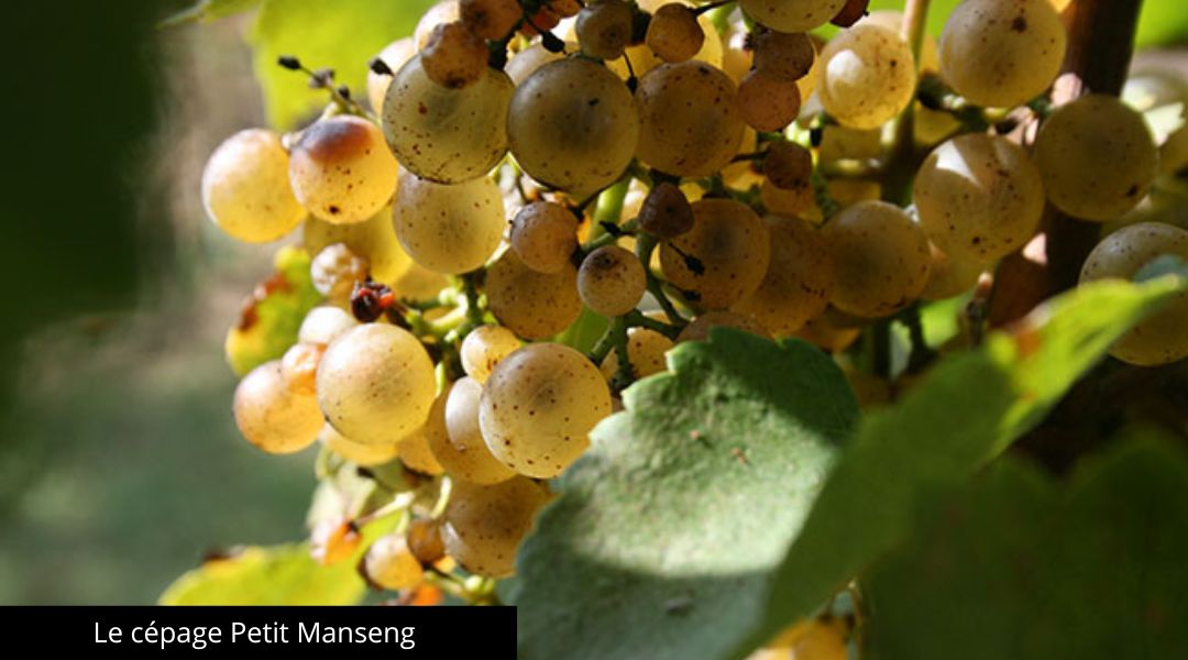 petit manseng