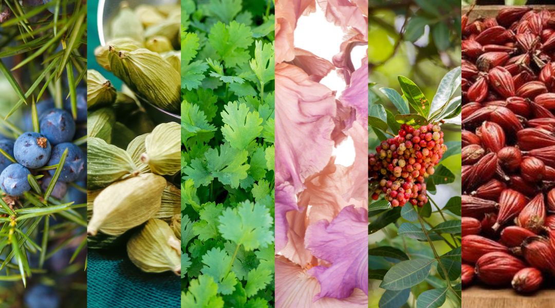 plantes gin