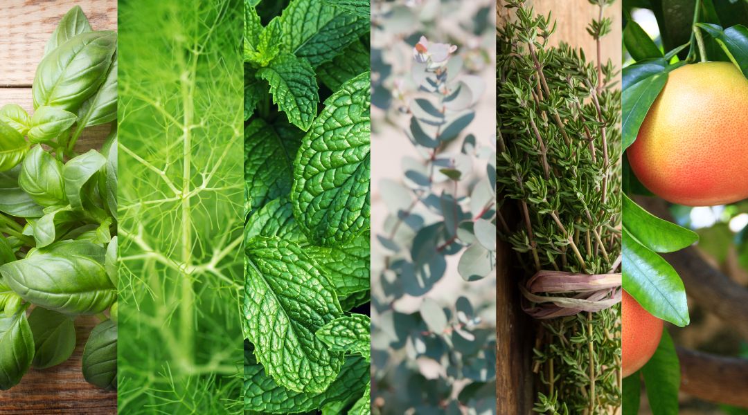 tral gin plantes