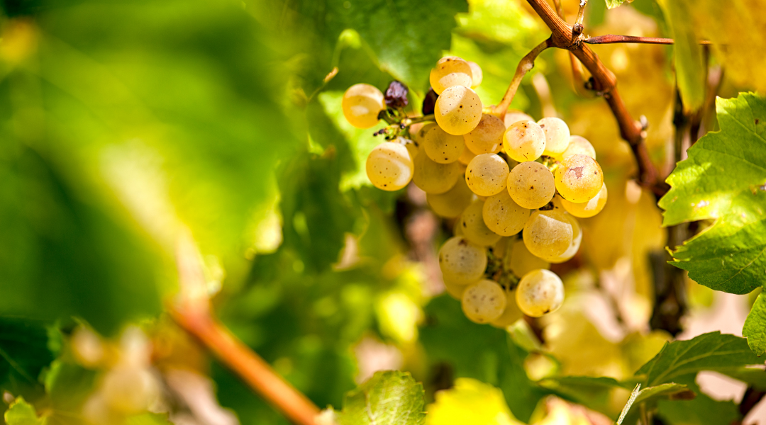 chardonnay deutz