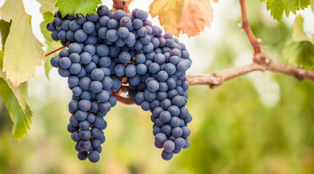 bourgogne millesime