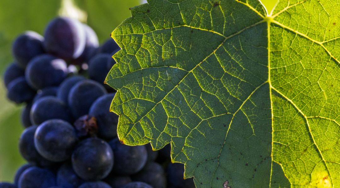 vigne bordeaux