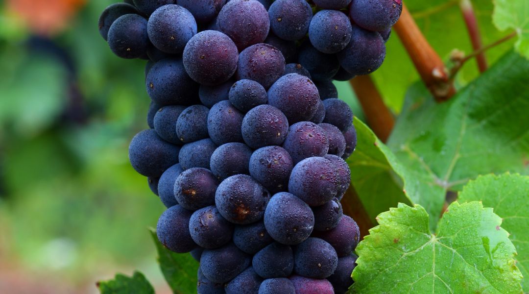 pinot noir