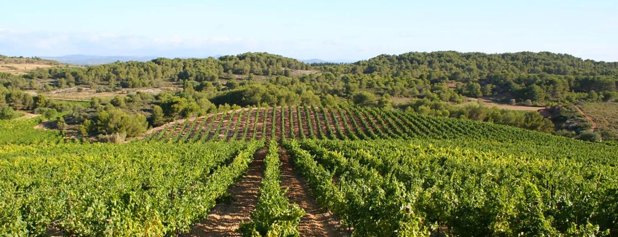 domaine de castelnau
