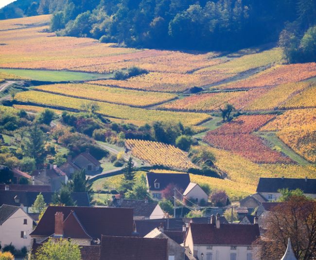 vosne romanee
