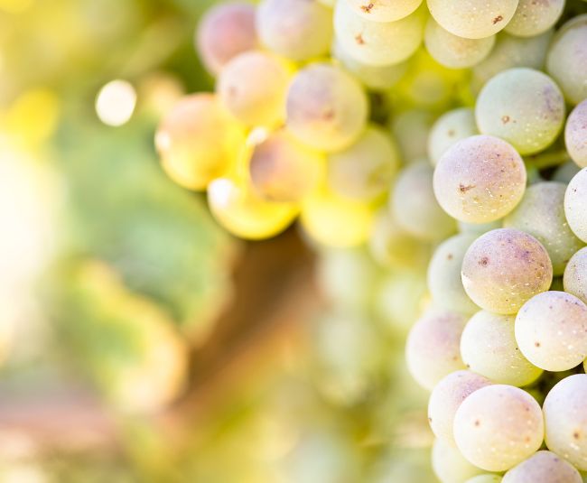 chardonnay chablis