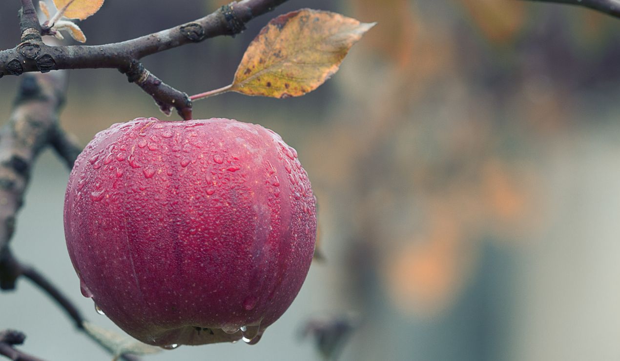 pomme