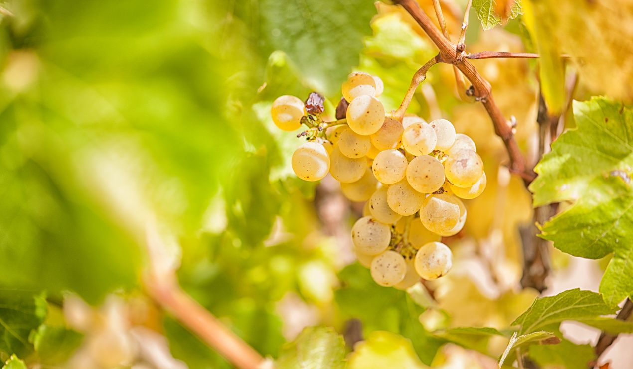 Vins sans alcool une alternative pour tous les goûts