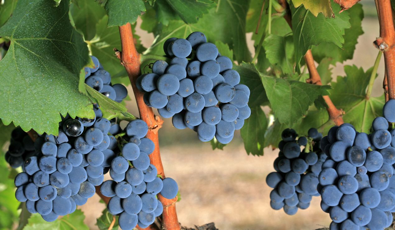 cepage grenache