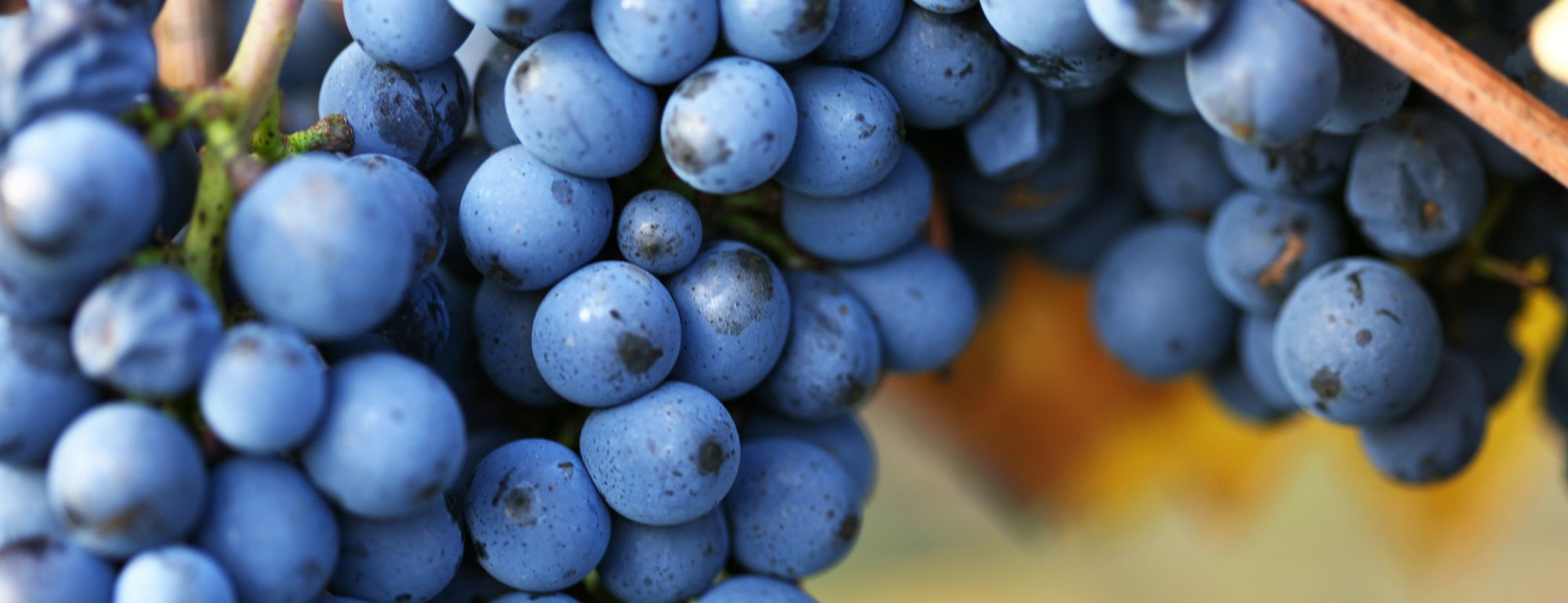 pinot noir remoriquet