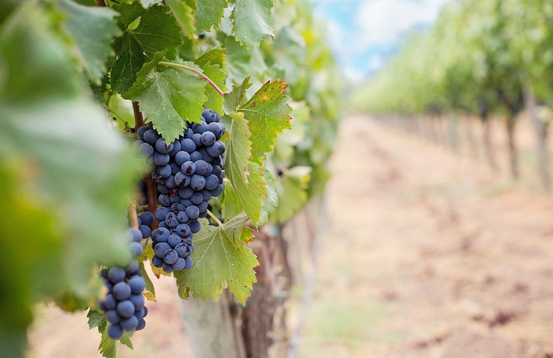 ville europeenne vin toulouse