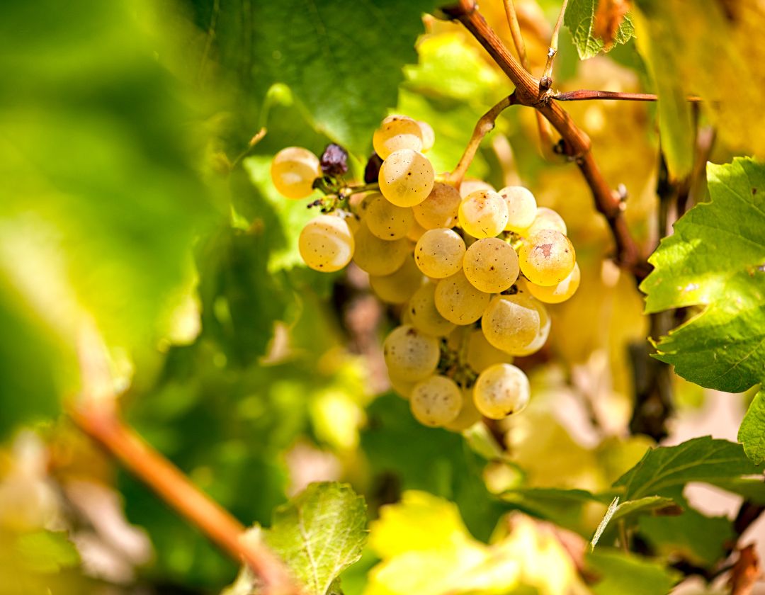 chardonnay