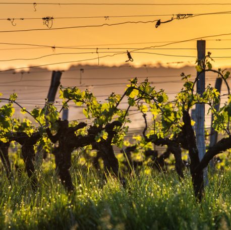 beaujolais