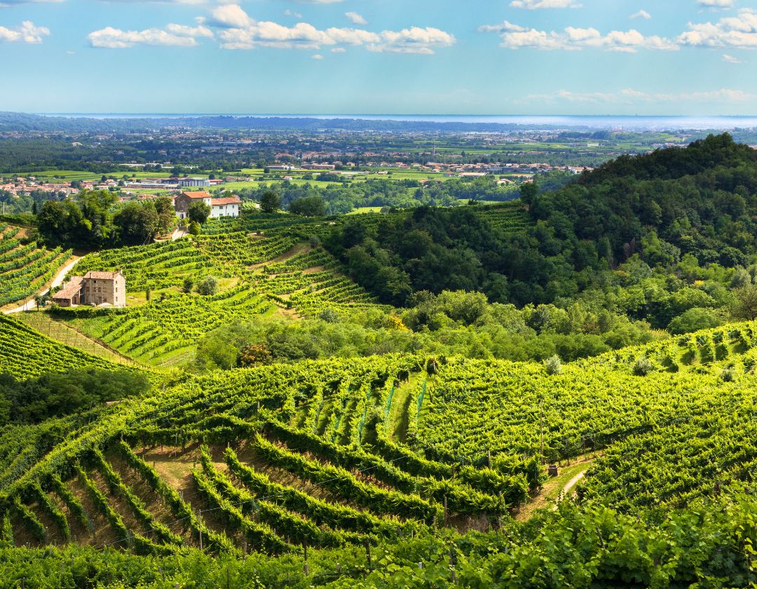 prosecco