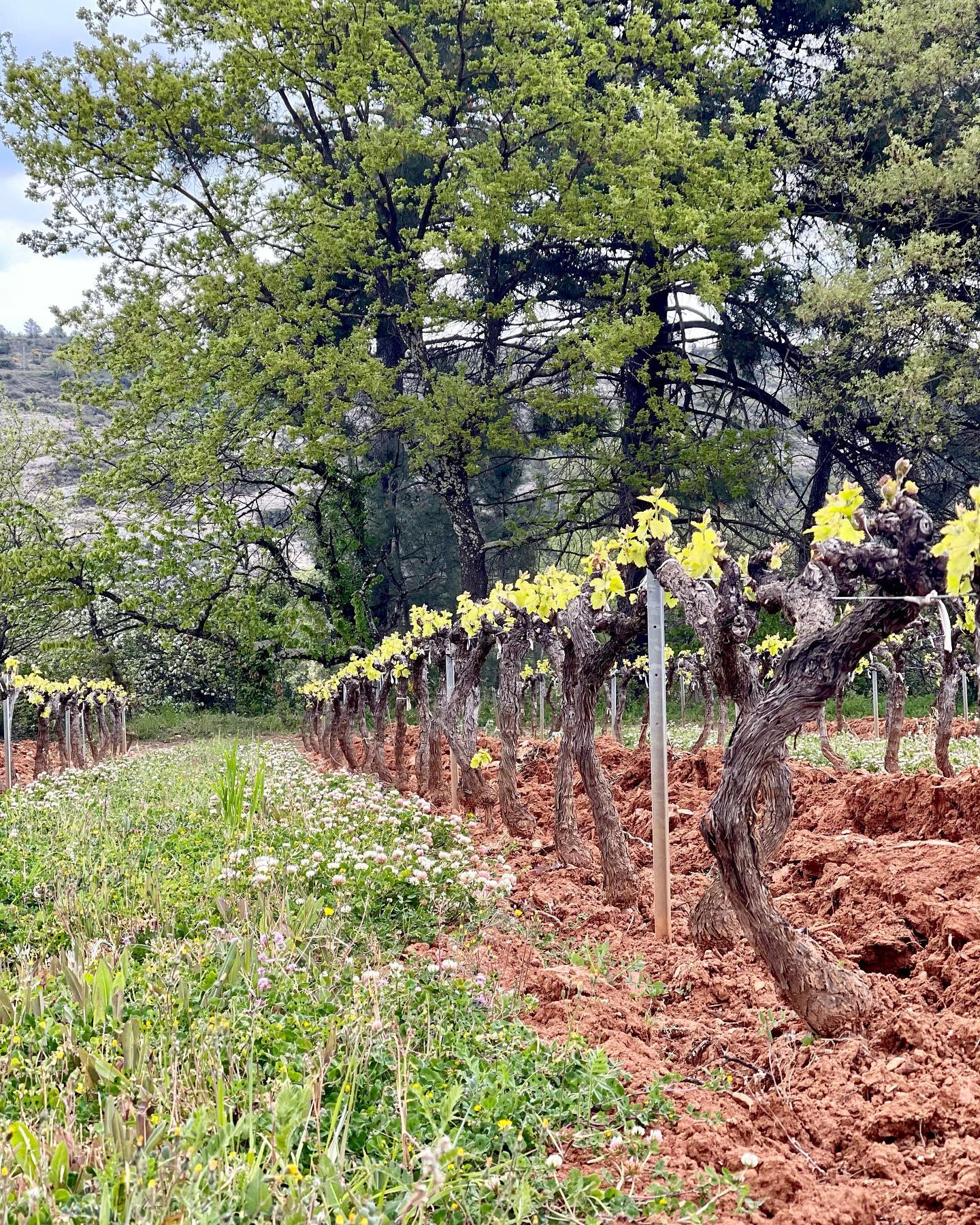 cevennes