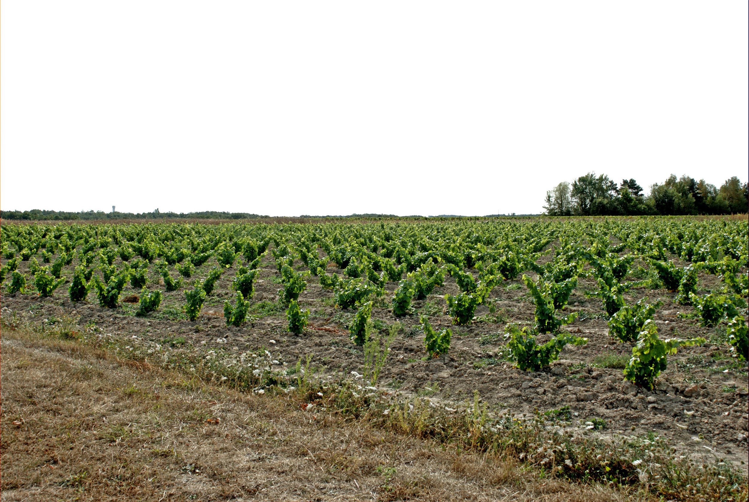 rochette1